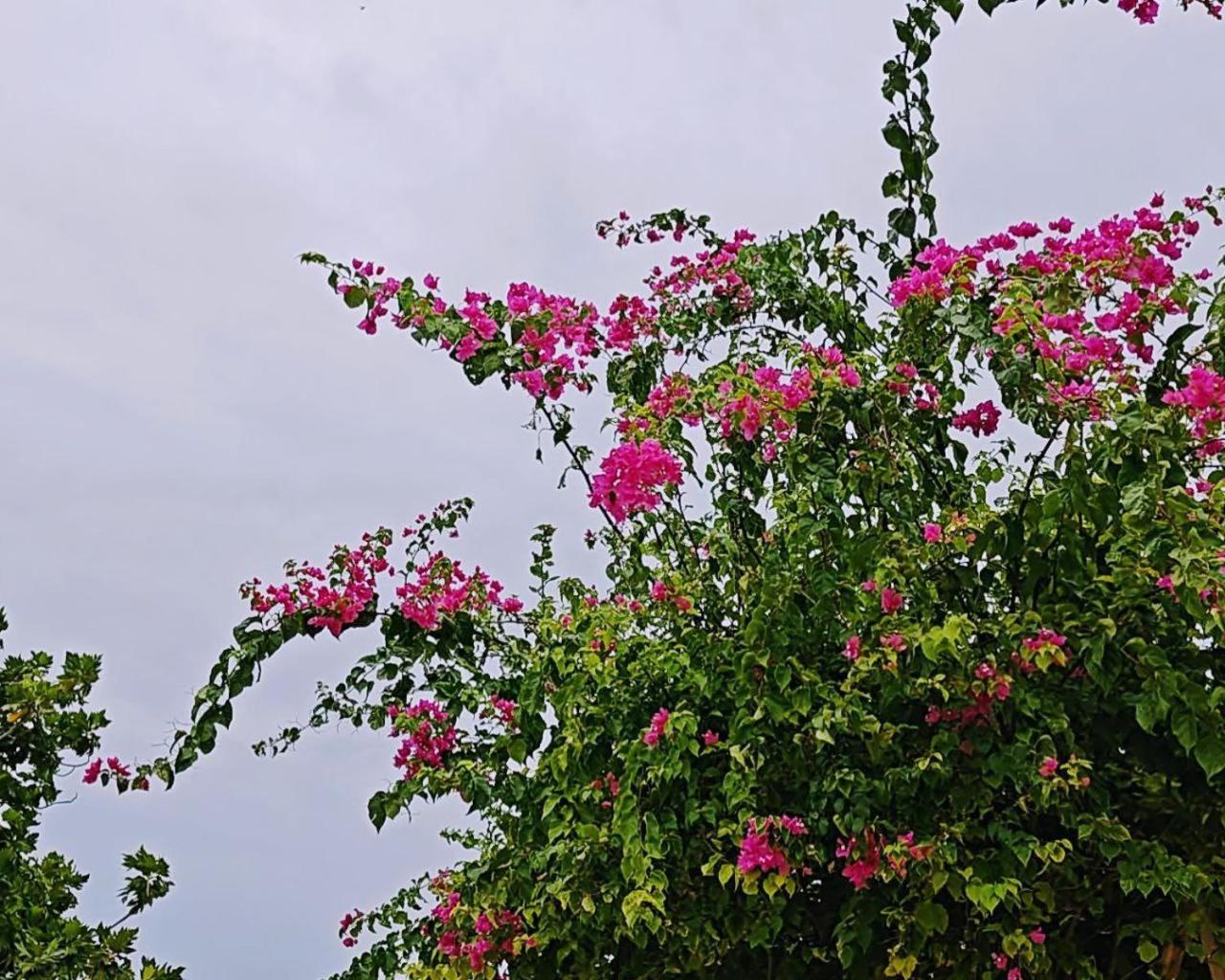 Bougan Villea Retreat Bodufolhudhoo Екстер'єр фото